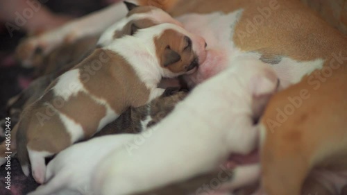 The milk-bar is open! A litter of two-week-old English Bull Terrier puppies suckling on the mother's milk. Crawling, wiggling, and trying to find the best spot. Dog-mother laying on the side calmly. photo