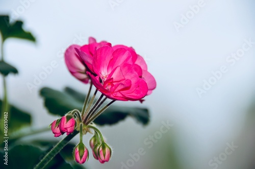Beautiful pink Geraniums flower buds. Geraniums are easy-care abundant bloomers whose bright flowers blossom from spring until fall. cranesbill geranium. Close up, with white background 