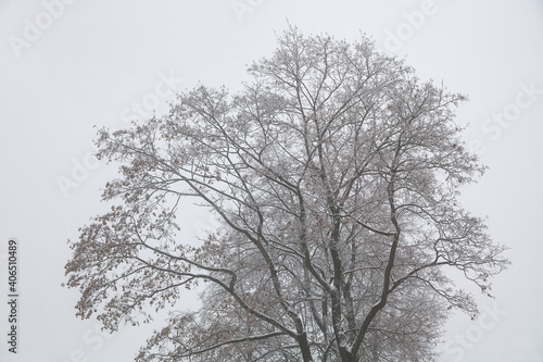 Beautiful silhouette of a tree in winter. Background texture of tree branches.