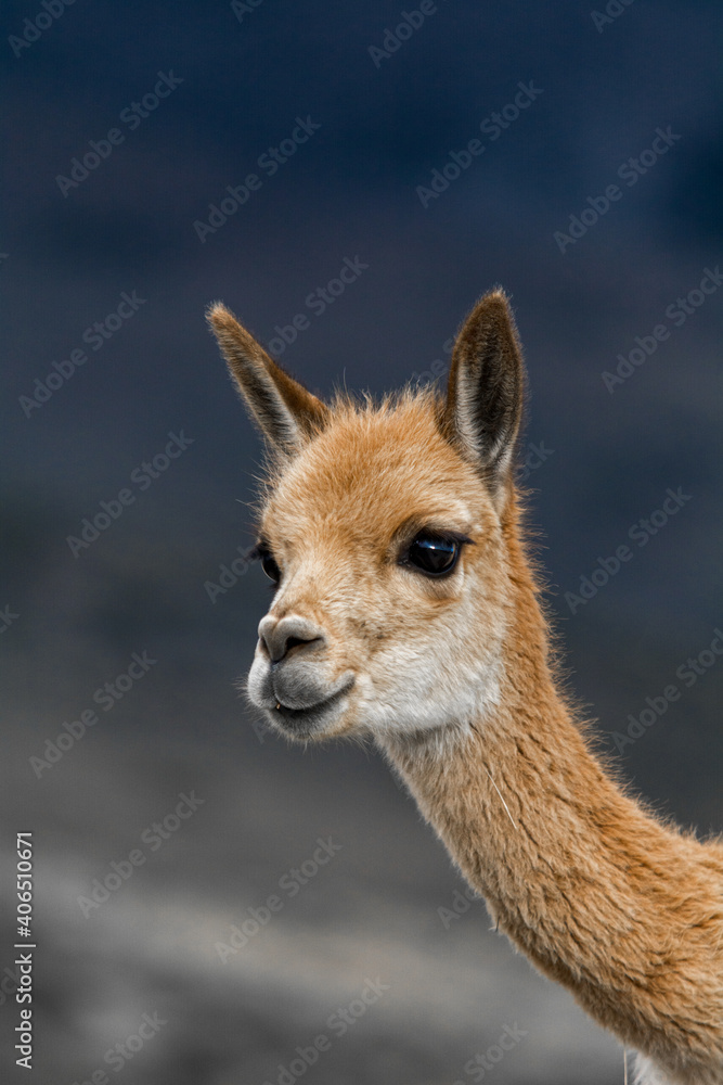 beautiful vicuñas in the chimborazo 