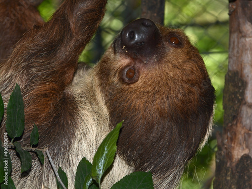 Male two-toed sloth is climbing under a branch photo