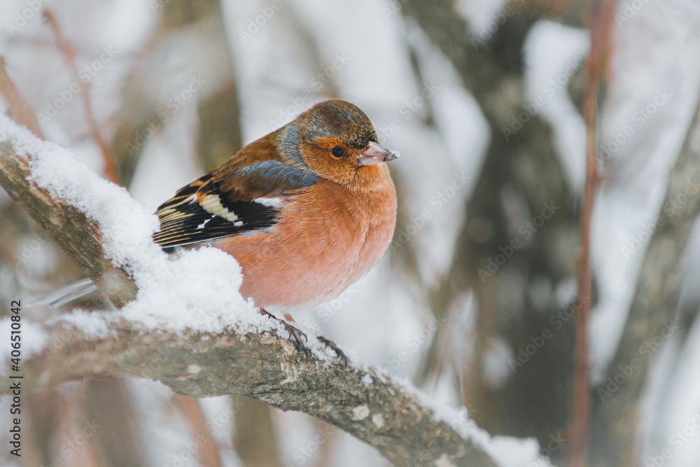 Common chaffinch, Fringilla coelebs on a branch, small passerine bird.