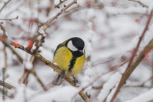 Great tit, yellow titmice on a branch, small passerine bird.