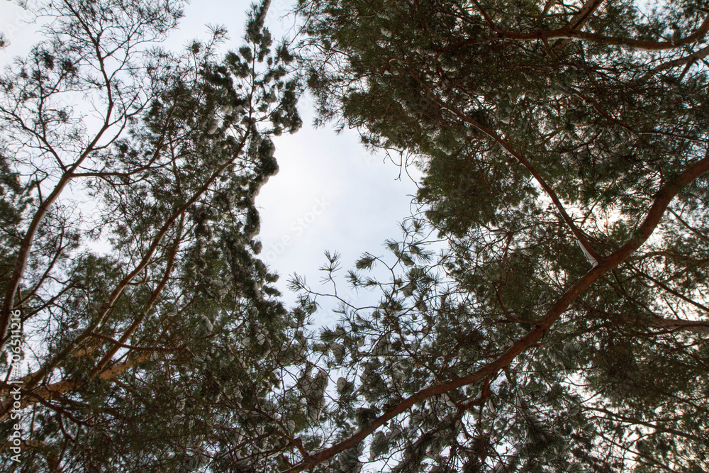 Pine forest seen upwards against the sky in winter, with some snow on the branches Pine forest seen upwards against the sky in winter, with some snow on the branches