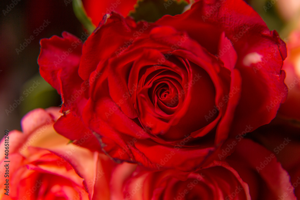 Red roses for the holiday on a dark background, Valentine's Day, March 8. Red roses for the holiday on a dark background, Valentine's Day, March 8.