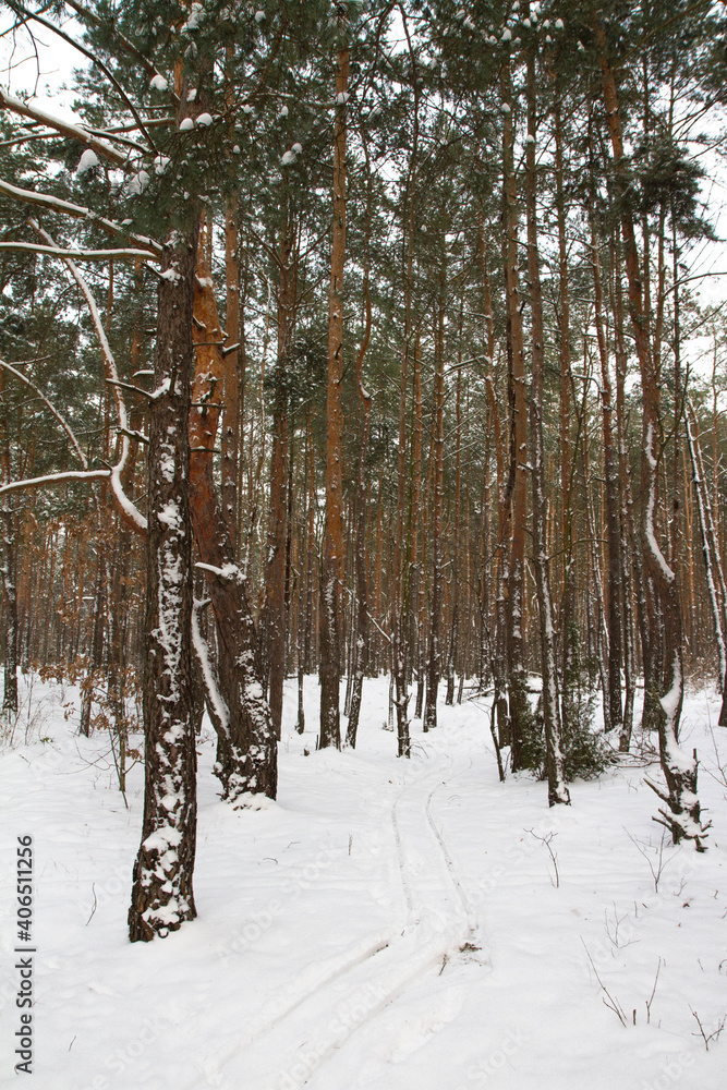 Fototapeta premium Pine forest in winter with lots of fresh snow