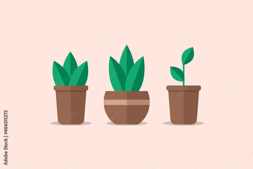 Obraz premium Simple plants with leaves in pots. Set with three potted plants. Gardening, cozy home, interior details, naturalness