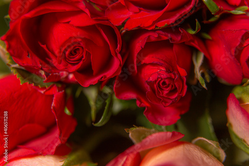 Red roses for the holiday on a dark background, Valentine's Day, March 8.