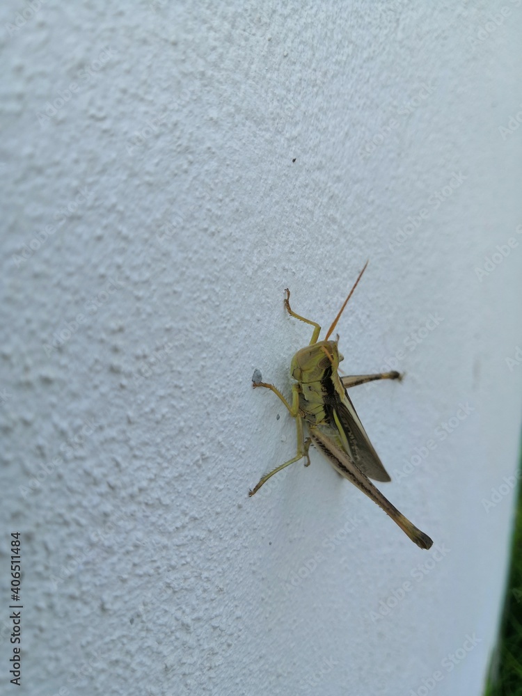 grasshopper on the ground