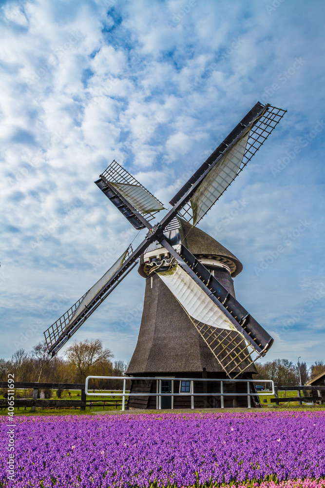Obraz premium Colorful hyacinths frame working windmill in Holland