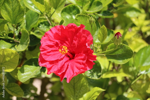 Tableau sur toile Red Hibiscus flower, Malta