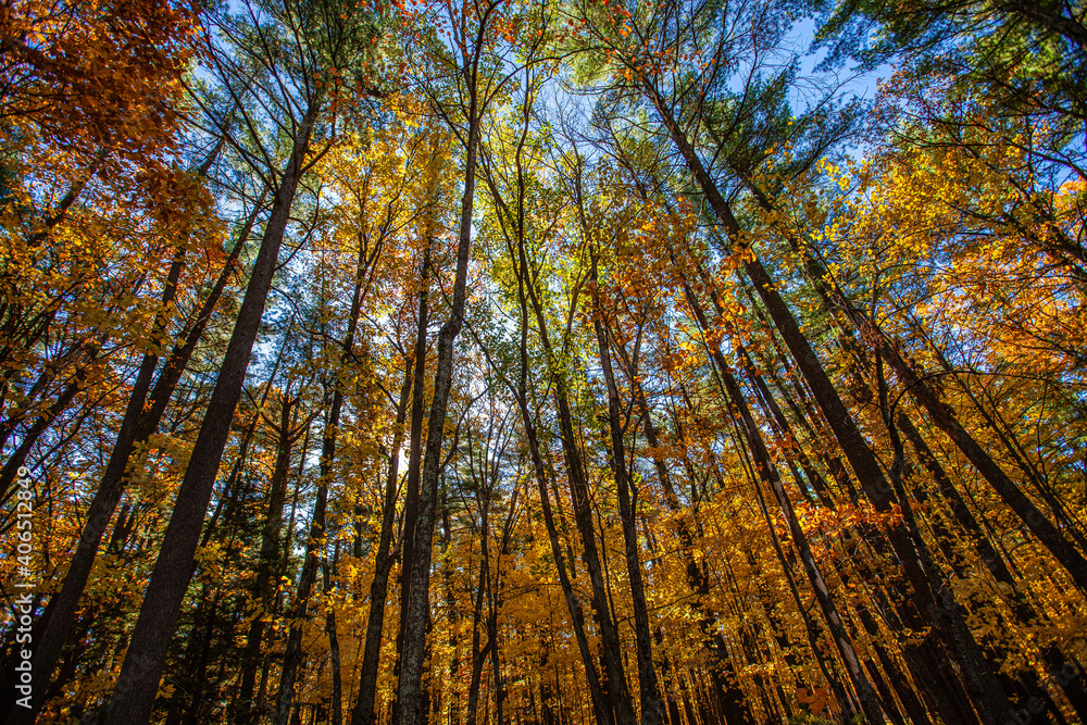 Naklejka premium Colorful, Wisconsin, autumn trees in October during the morning