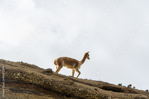 beautiful vicuñas in the chimborazo 