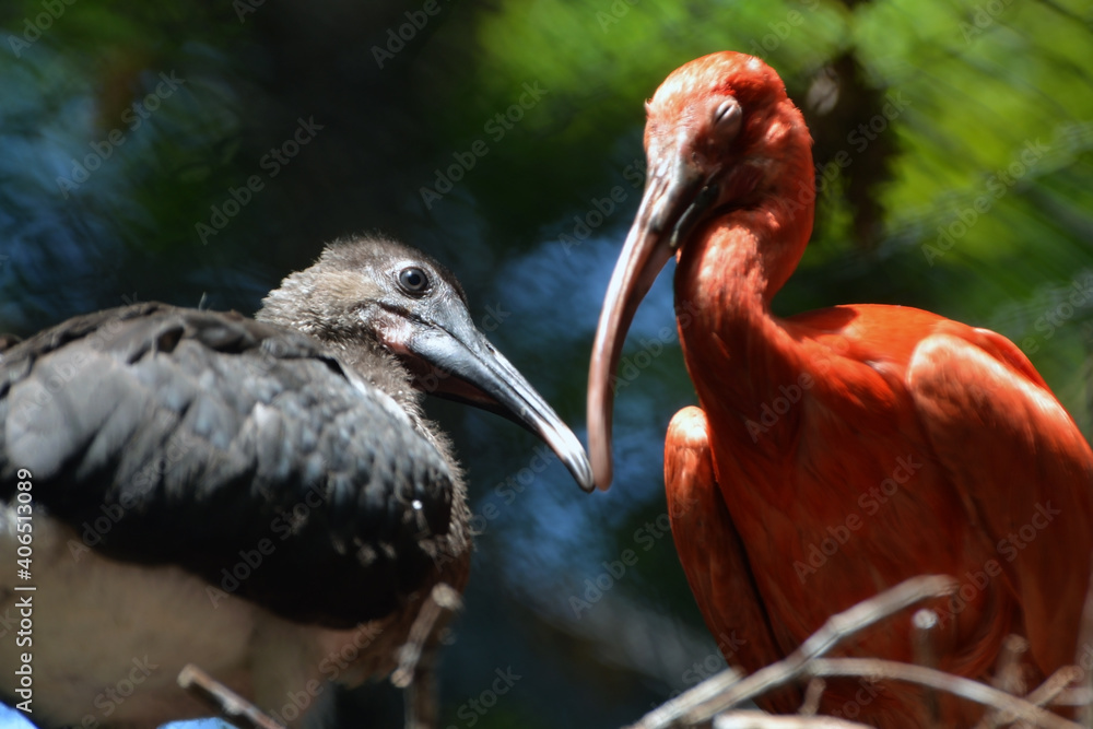 Fototapeta premium Scarlet ibis hen and nestling in the nest