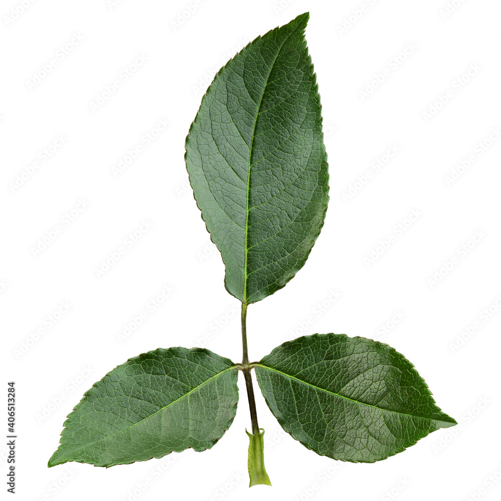 Rose leaves, isolated on white background, clipping path, full depth of field Rose leaves, isolated on white background, clipping path, full depth of field