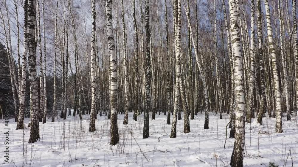 Walk in a birch grove in the forest at the winter. First-person aerial view. Walk in a birch grove in the forest at the winter. First-person aerial view.