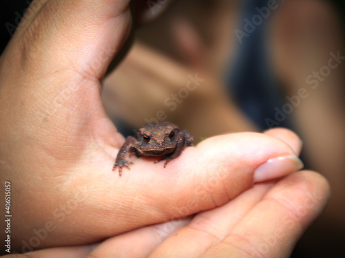 little frog sitting on his arm