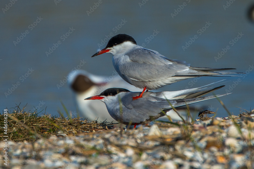Flußseeschwalben (Sterna hirundo) beim Paarungsritual Flußseeschwalben (Sterna hirundo) beim Paarungsritual