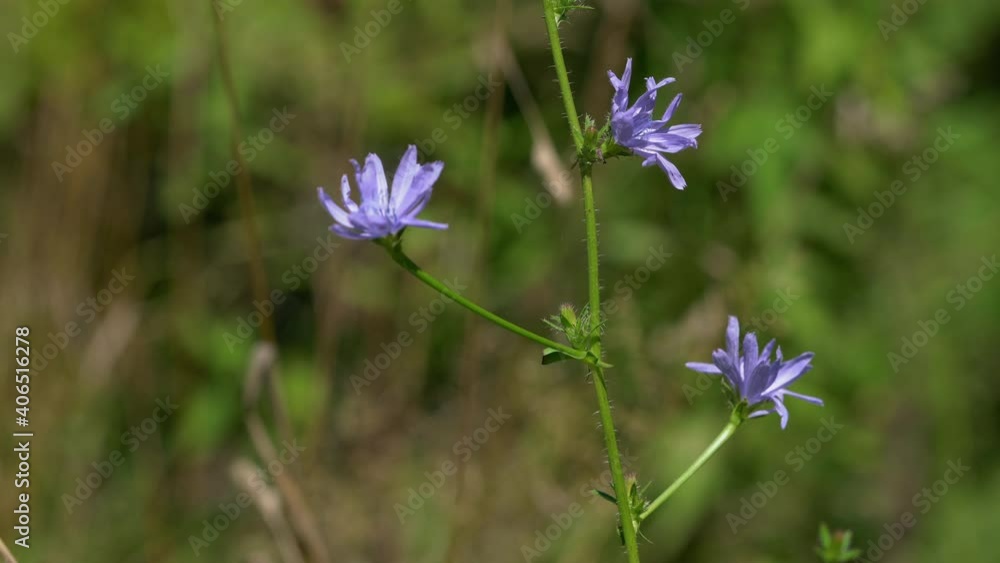 Common Chicory in slight breeze, flowering (Cichorium intybus) - (4K) Common Chicory in slight breeze, flowering (Cichorium intybus) - (4K)