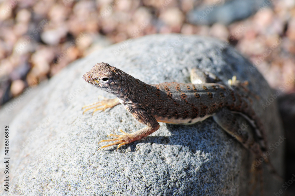 Close-up of a small brown lizard with spotted markings basking on a sunlit rock, set against a blurred natural background of pebbles Close-up of a small brown lizard with spotted markings basking on a sunlit rock, set against a blurred natural background of pebbles