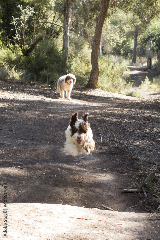 pareja de perros en el campo, uno salta corriendo y parece que esta volando