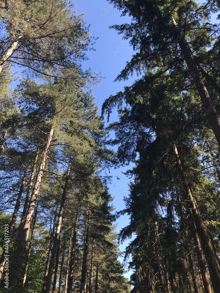 Obraz premium Into the woods