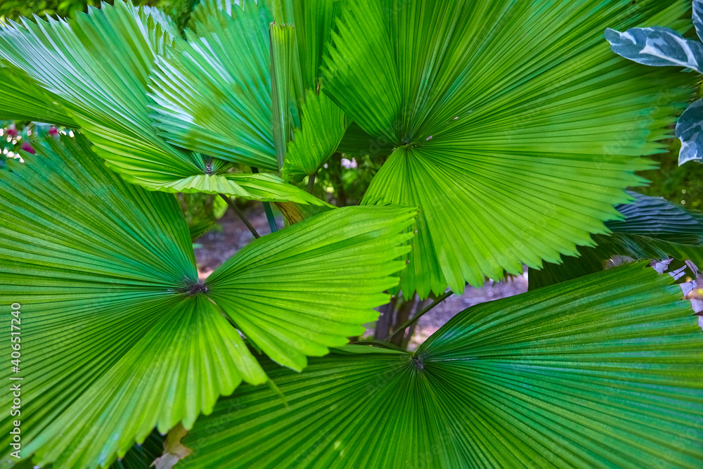 Beautiful close-up of a fan palm. Beautiful close-up of a fan palm.