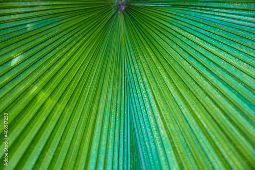 Beautiful close-up of a fan palm.