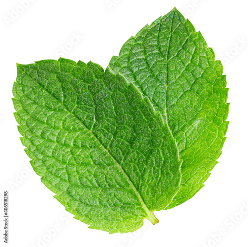 Spearmint leaf isolated on white background