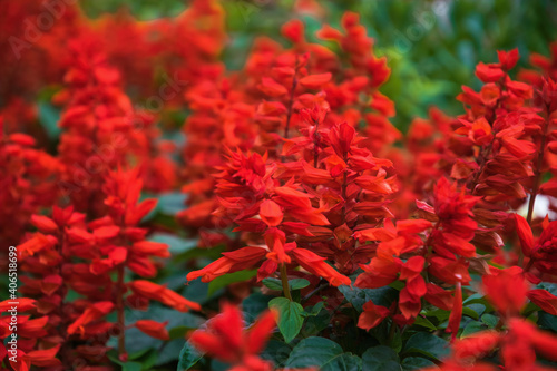 Bright red salvia blooming in a summer garden on a flower bed