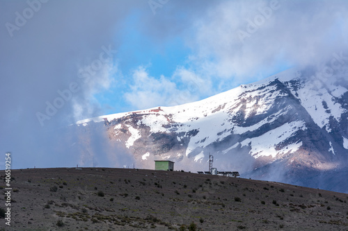 beautiful vicuñas in the chimborazo 