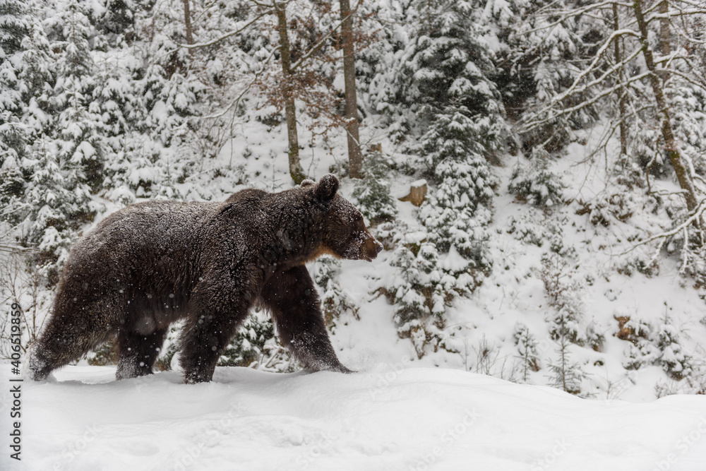 Close wild big brown bear in winter forest Close wild big brown bear in winter forest