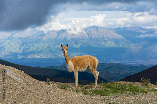 beautiful vicuñas in the chimborazo 