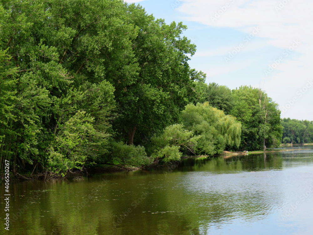 River bank covered of trees in the summer 