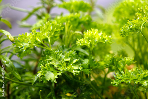 Close-up of a parsley plant