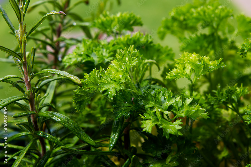 close-up of parsley and oregano plants close-up of parsley and oregano plants