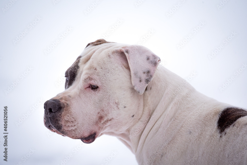 A bull type dog with an eye patch on a white background. Closeup of a dog's head.