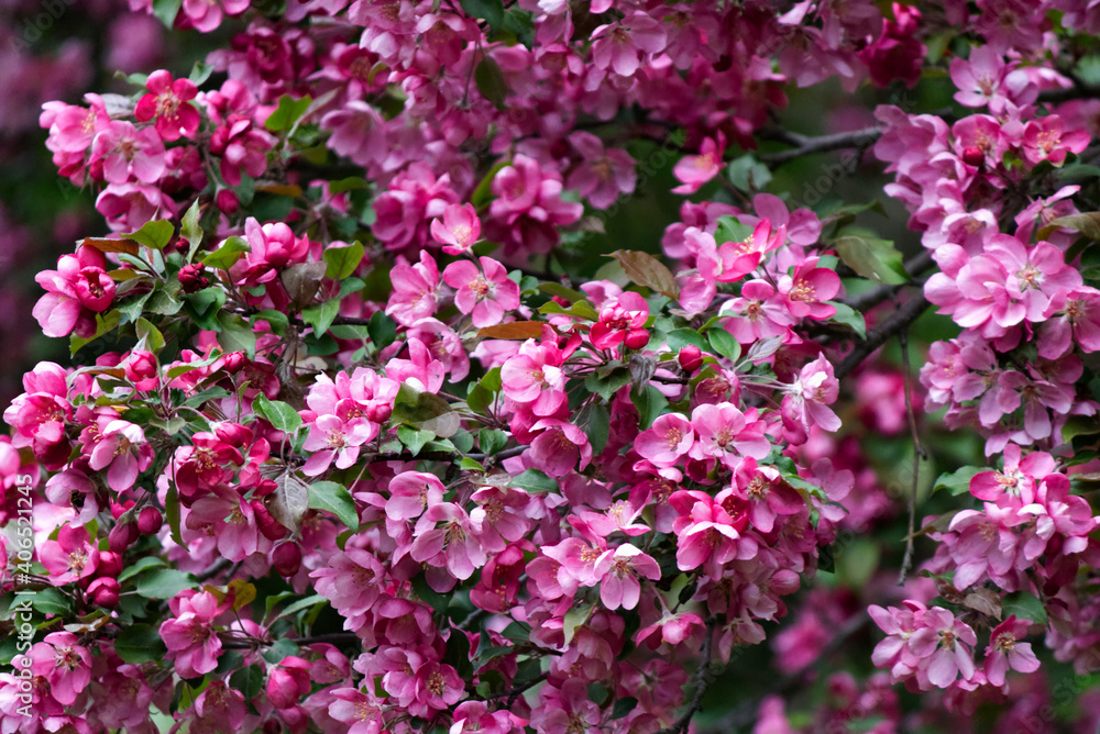 Close up of pink flowers in a garden in the summer Close up of pink flowers in a garden in the summer