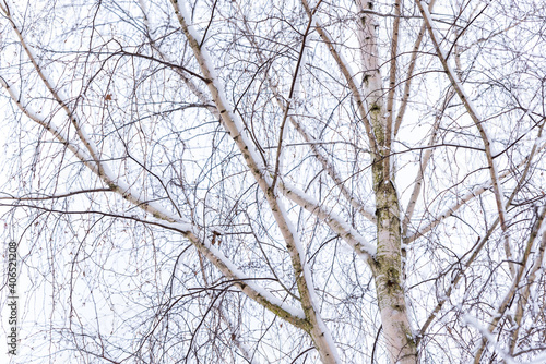 Birch branches covered with snow. Winter in the woods and in the countryside. Tree covered with white fluff.