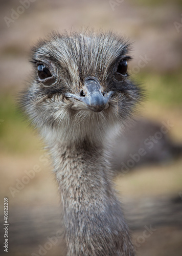 Rhea， type of ostrich， looks straight at camera while grazing in the grass of Chile © Jo