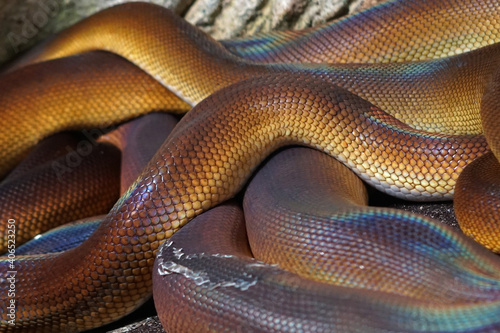 Colourful snake body skin with pattern close-up view