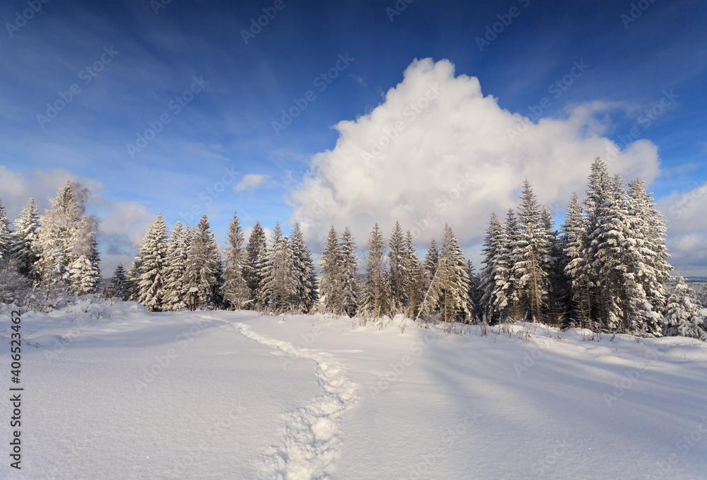 sunny winter in the snowy mountain forest