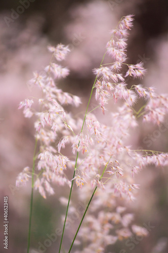 flowers in spring © May Vortex