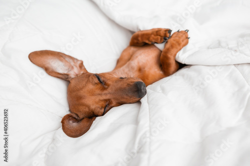 dachshund sleeps in a white cotton blanket on the bed of the house, space for text