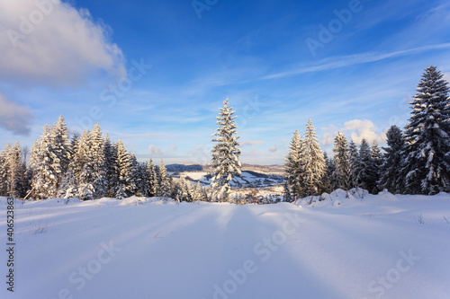 Fototapeta Naklejka Na Ścianę i Meble -  sunny winter in the snowy mountain forest