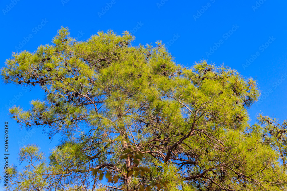 Turkish pine tree (Pinus brutia) against blue sky Turkish pine tree (Pinus brutia) against blue sky