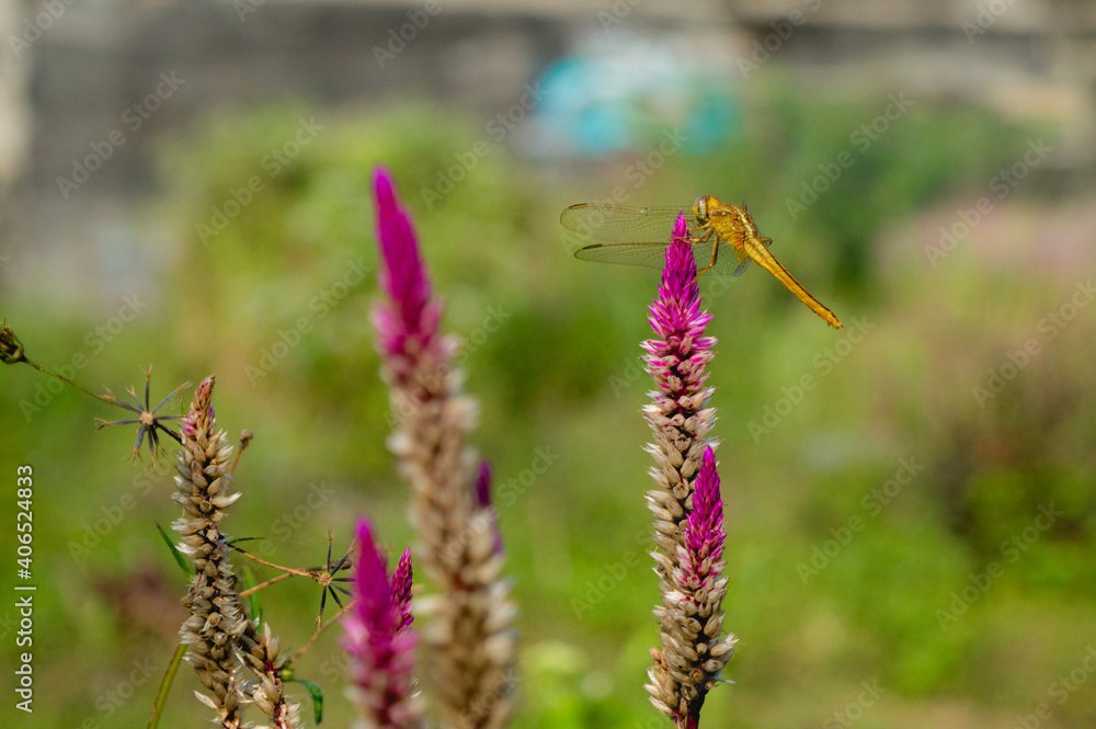 The orange dragonfly on the purple flower The orange dragonfly on the purple flower