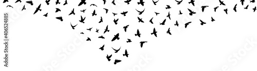 A flock of flying birds. Vector illustration