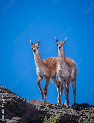 Two very young guanakos pose on hillside