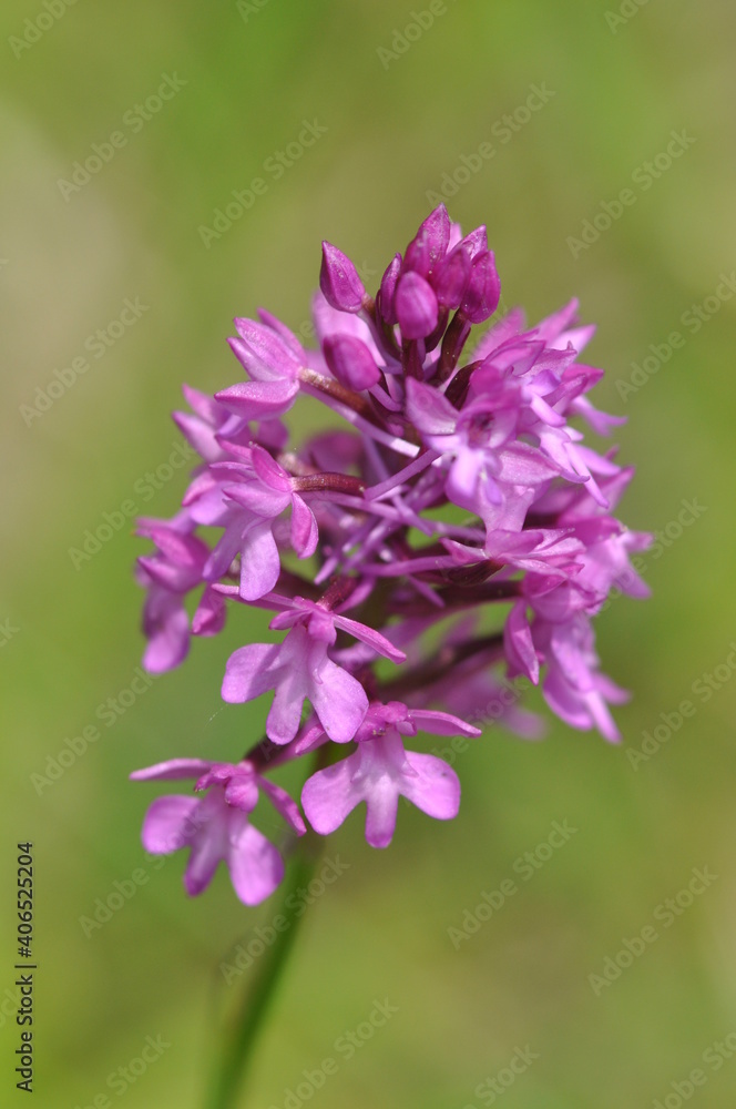 Orchis pyramidal Orchis pyramidal